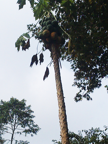 Papaya