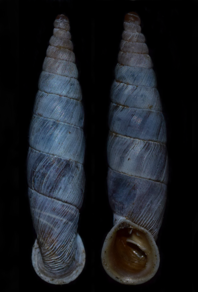 Cochlodinini