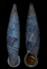 Macedonica macedonica