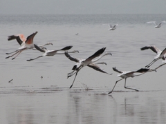 Phoenicopterus roseus