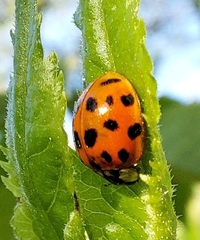 Harmonia axyridis