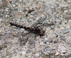 Williamsonia lintneri