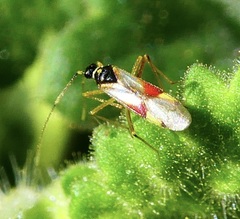 Tupiocoris californicus