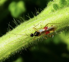 Tupiocoris californicus