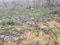 Allium tulipifolium