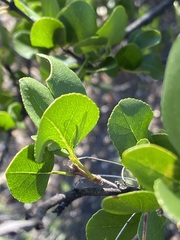 Fraxinus parryi