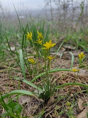 Gagea bulbifera