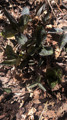Trillium recurvatum