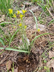 Gagea bulbifera