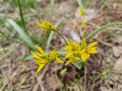 Gagea bulbifera