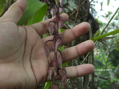 Gongora unicolor