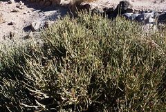 Ephedra breana