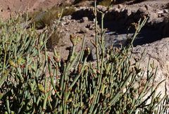 Ephedra breana