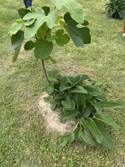 Ficus carica