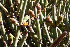 Ephedra breana