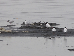 Ichthyaetus melanocephalus