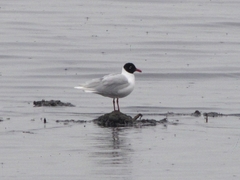 Ichthyaetus melanocephalus