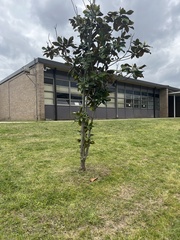 Magnolia grandiflora