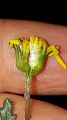Senecio transiens