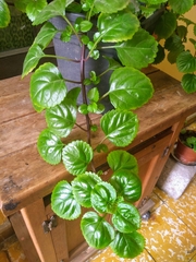 Plectranthus