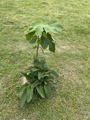 Ficus carica