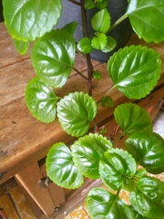 Plectranthus