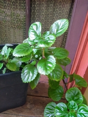 Plectranthus