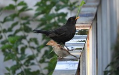 Turdus merula
