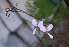 Pelargonium divisifolium