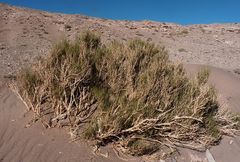 Ephedra breana