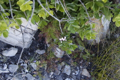 Pelargonium divisifolium