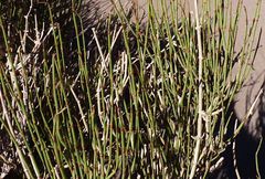 Ephedra breana