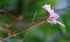 Pelargonium divisifolium