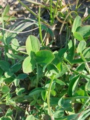 Trifolium fragiferum