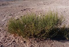 Ephedra breana
