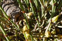 Ephedra breana