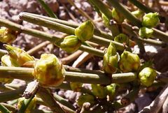 Ephedra breana