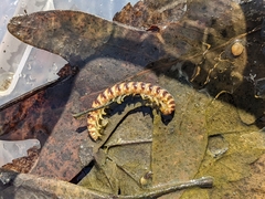 Semionellus placidus