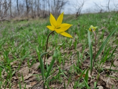 Tulipa sylvestris biebersteiniana