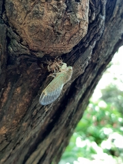 Cicadidae