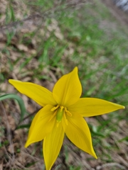 Tulipa sylvestris biebersteiniana
