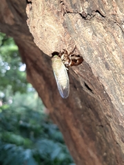 Cicadidae