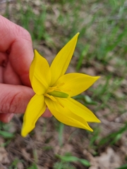 Tulipa sylvestris biebersteiniana