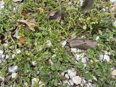 Image of Oldenlandia corymbosa