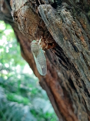 Cicadidae