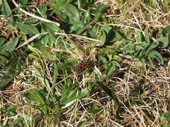 Spilostethus saxatilis