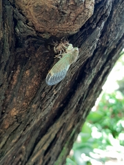 Cicadidae