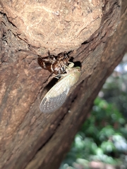 Cicadidae