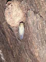 Cicadidae