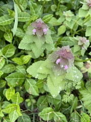 Lamium purpureum